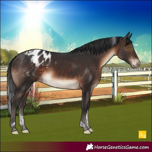 Horse Color:Brown Tobiano Blanket 