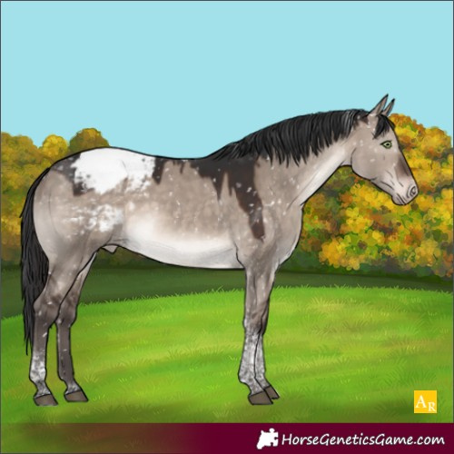 Horse Color:Brown Dun Mushroom Tobiano Appaloosa Rabicano 