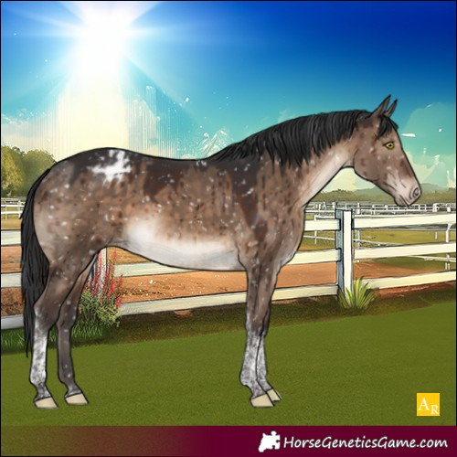 Horse Color:Brown Dun Tobiano Appaloosa Brindle 