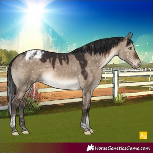 Horse Color:Brown Dun Tobiano Appaloosa