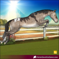 Horse Color:Brown Dun Tobiano Appaloosa