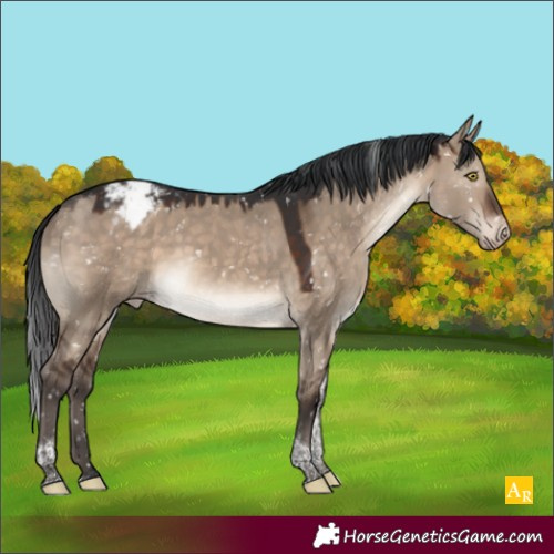 Horse Color:Brown Dun Tobiano Appaloosa