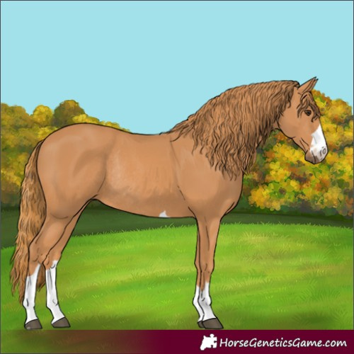 Horse Color:Chestnut Rabicano 