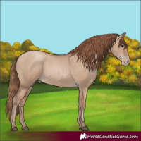 Horse Color:Grullo Pearl Sabino 