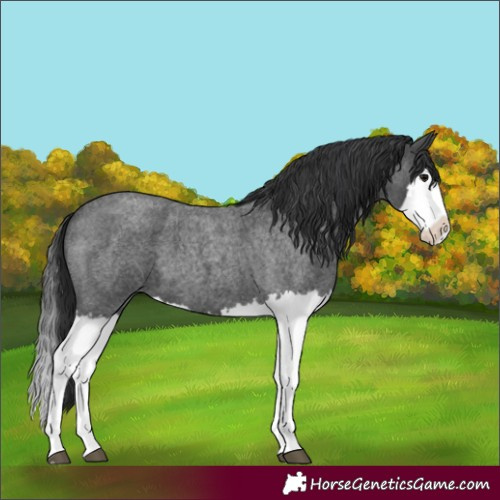 Horse Color:Blue Roan Splash 