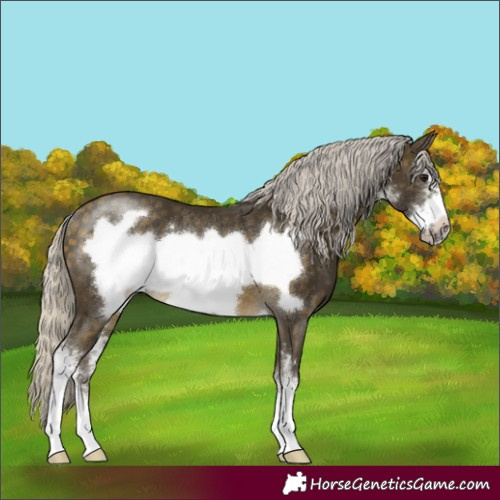 Horse Color:Silver Buckskin Sabino Frame Rabicano