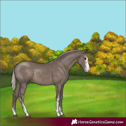 Horse Color:Silver Black Sabino 