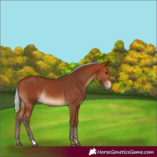 Horse Color:Silver Bay 
