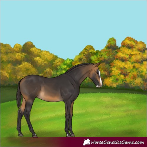Horse Color:Buckskin Splash