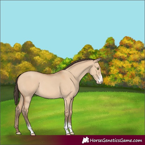 Horse Color:Amber Champagne Dun Sabino 