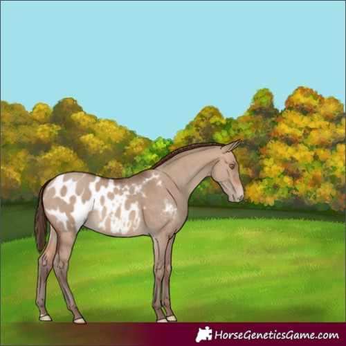 Horse Color:Sable Champagne Dun Blanket