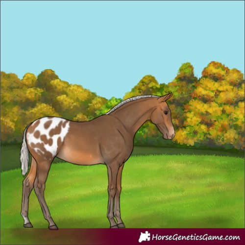 Horse Color:Silver Buckskin Sabino Blanket 