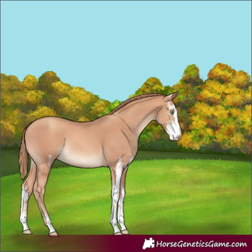 Horse Color:Gold Champagne Sabino Splash 