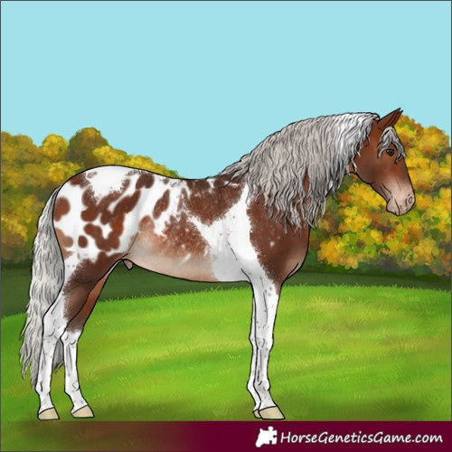 Horse Color:Silver Brown Tobiano Appaloosa Rabicano 