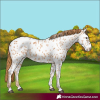 Horse Color:Chestnut Appaloosa