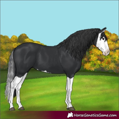 Horse Color:Black Splash