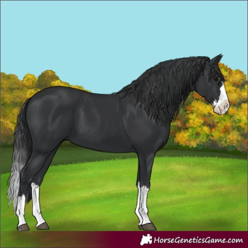 Horse Color:Black Splash