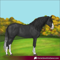 Horse Color:Platinum Black Splash