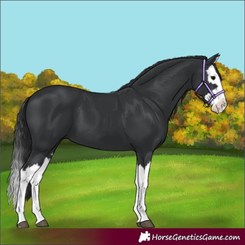 Horse Color:Black Splash 