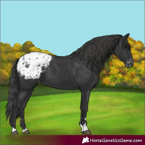 Horse Color:Black Appaloosa