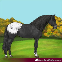 Horse Color:Black Blanket 