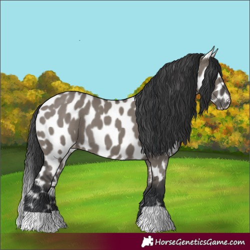 Horse Color:Grullo Leopard