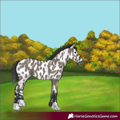 Horse Color:Grullo Appaloosa 