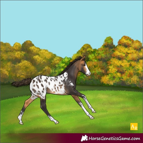 Horse Color:Buckskin Appaloosa 