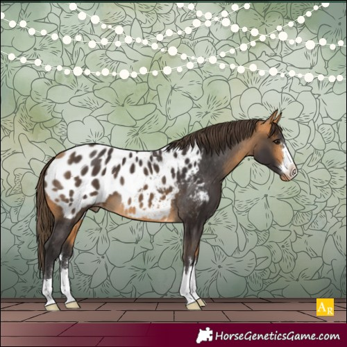 Horse Color:Buckskin Appaloosa 