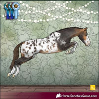 Horse Color:Buckskin Appaloosa