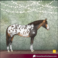 Horse Color:Buckskin Appaloosa 