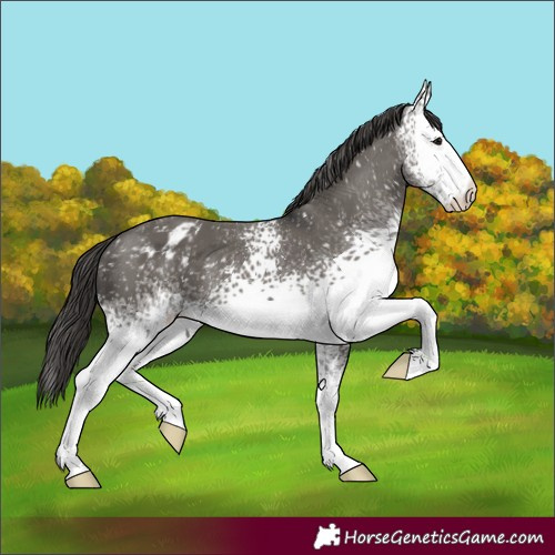 Horse Color:White Spotted Grullo Appaloosa