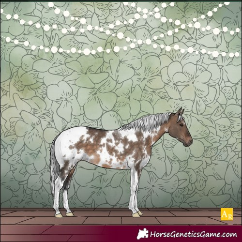 Horse Color:White Spotted Brown Dun Tobiano 