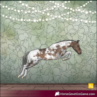 Horse Color:White Spotted Brown Dun Tobiano 