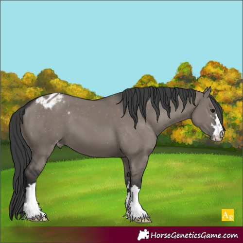 Horse Color:Unknown 