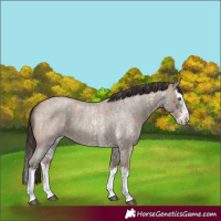 Horse Color:Blue Roan Sabino Splash and Classic Champagne Roan Sabino Splash