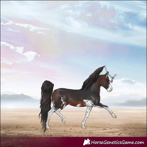 Horse Color:Brown Sabino