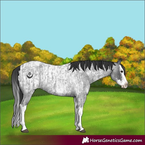Horse Color:Blue Roan Sabino Splash  and Blue Roan Sabino Splash Blanket 