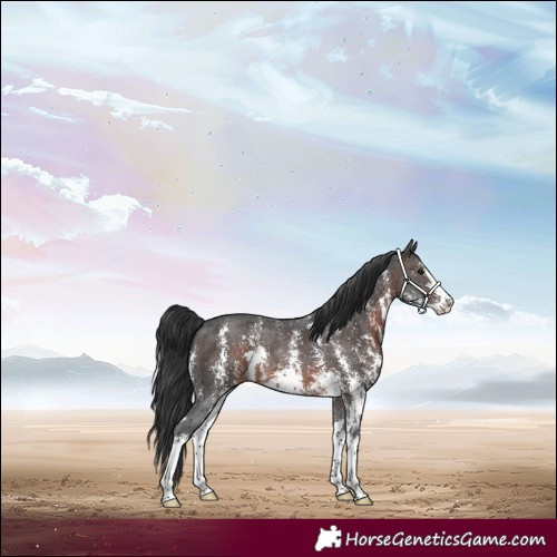 Horse Color:Brown Sabino 