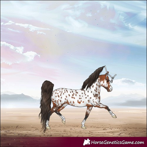 Horse Color:Bay Appaloosa