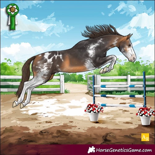 Horse Color:Buckskin Sabino Appaloosa 