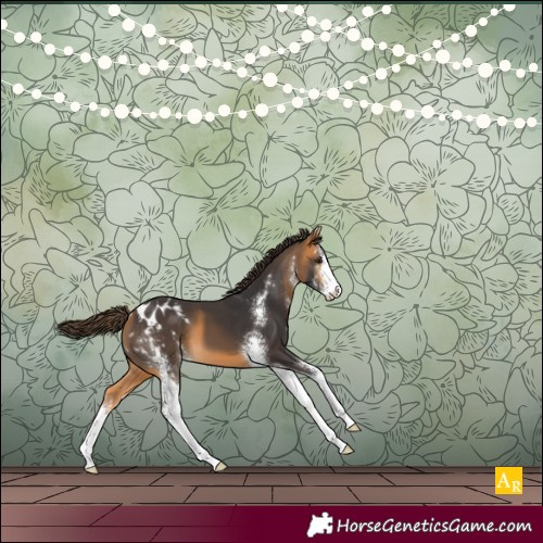 Horse Color:Buckskin Sabino Appaloosa 