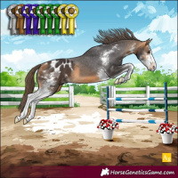 Horse Color:Buckskin Sabino Appaloosa