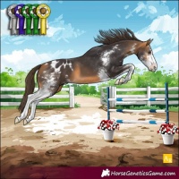 Horse Color:Buckskin Sabino Appaloosa