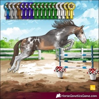 Horse Color:Buckskin Sabino Varnish