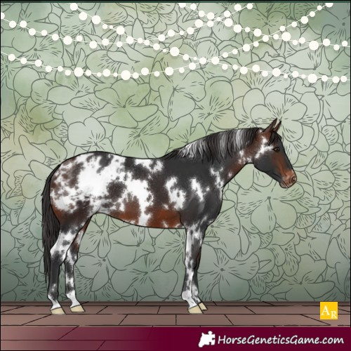 Horse Color:White Spotted Brown Appaloosa 