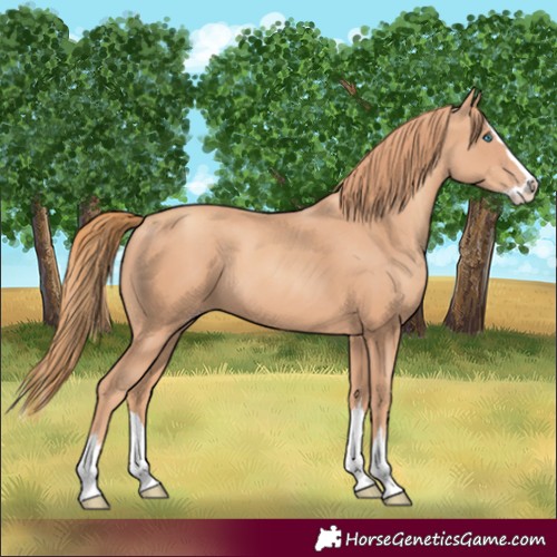 Horse Color:Gold Champagne Splash