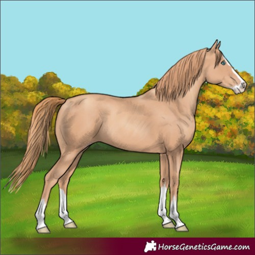 Horse Color:Gold Champagne Splash 