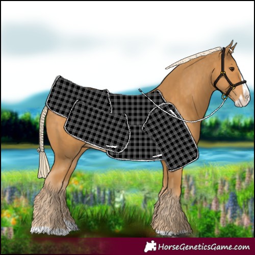 Horse Color:Palomino Splash 
