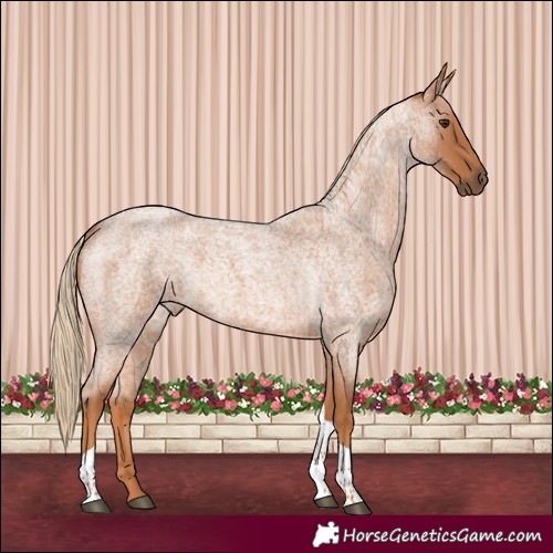 Horse Color:Red Roan Tobiano